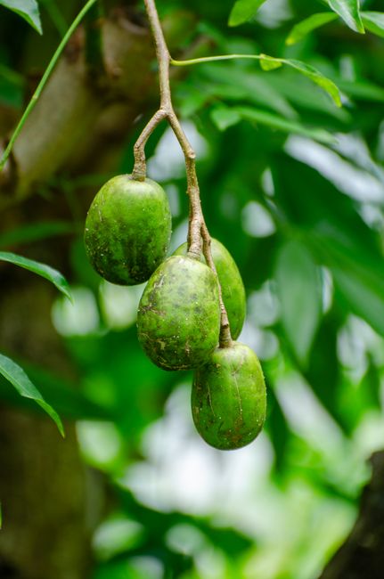 Bật mí cách hướng dẫn làm ô mai sấu bao tử giòn ngon chuẩn vị - Hình ảnh chi tiết