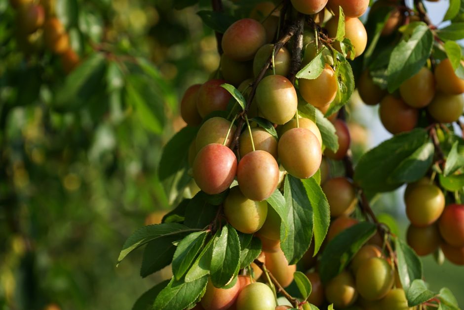 Bí quyết làm mứt mận dẻo thơm, chuẩn vị tại nhà không cần chất bảo quản - omaingon hà nội